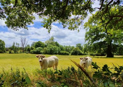 Cows on field