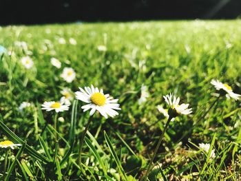 Close-up of white daisy flowers on field