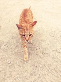Portrait of cat on sand