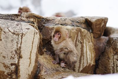 Close-up of monkey against sky