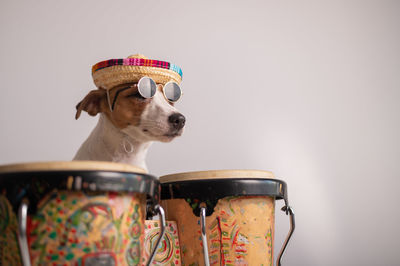 Close-up of dog against gray background