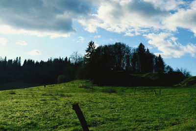 Trees on field against sky