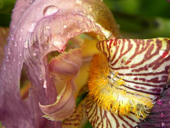 Close-up of raindrops on flower
