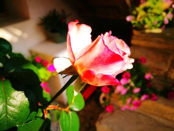 Close-up of pink flower