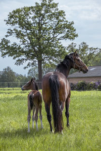 Horse standing on grassy field