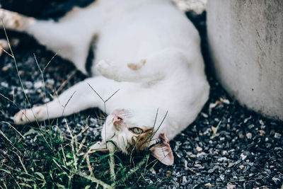 High angle view of cat sleeping on field