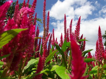 Close-up of red flowering plants against sky