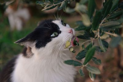 Close-up of cat licking plant