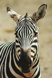 Close-up portrait of zebra