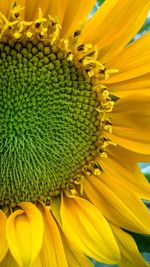 Close-up of fresh sunflower blooming outdoors