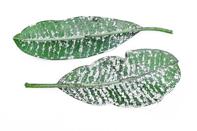 High angle view of leaf against white background