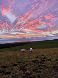 Sheep grazing in a field