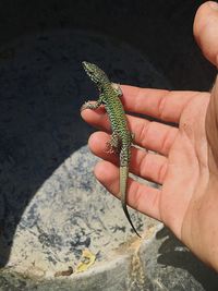 Midsection of person holding leaf