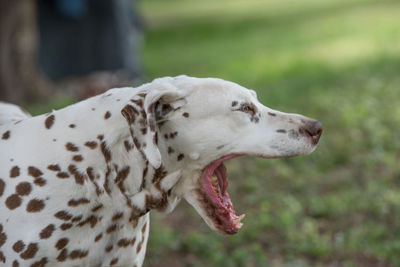 Close-up of dog outdoors