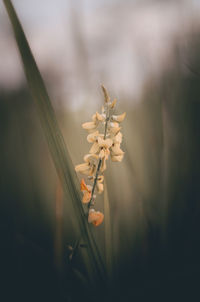 Close-up of flowering plant