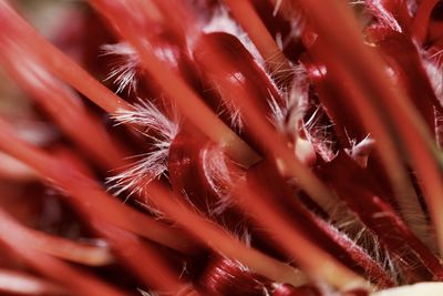 Full frame shot of red flower