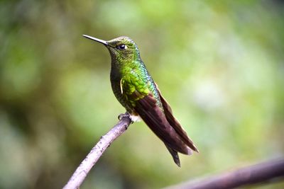 Close-up of bird perching on branch