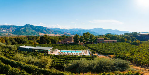 Sicilian vineyards with etna volcano eruption at background in sicily, italy