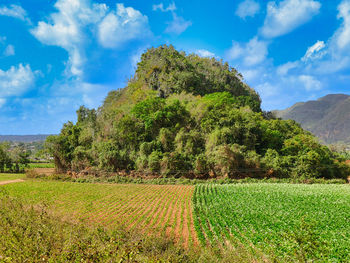 Scenic view of agricultural field against sky