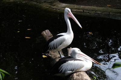 Swan swimming in lake