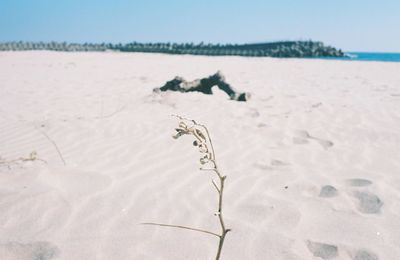 Close-up of sand on beach against clear sky