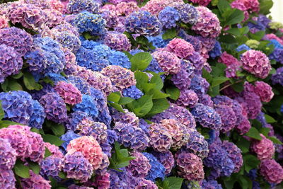 A wall of numerous blue and pink hydrangea flower umbels with green leaves as a color contrast