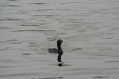 Swan swimming on lake