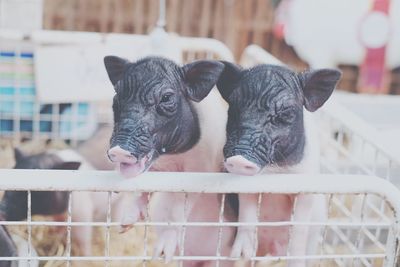 Close-up of pigs