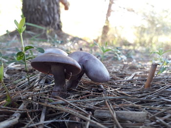 Close-up of mushrooms growing on land