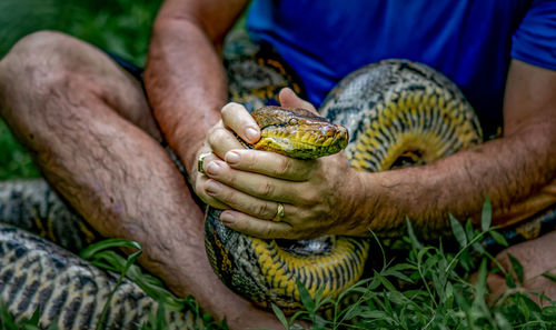 A big and ferocious python catches snakes by hand, beautiful striped boa in a fertile forest.