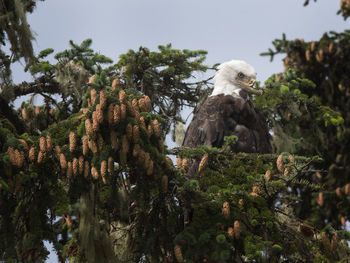 Bald eagle with damaged beak perching on tree