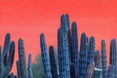 Close-up of cactus against orange wall 