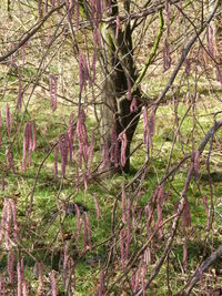 Low angle view of trees in forest