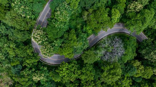 Aerial top view of road in green tree forest, top view from drone of rural road, mountains, forest.