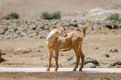 Young goat standing on concrete wall in atlas mountains of morocco, north africa