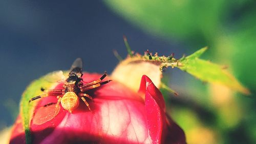 Close-up of insect on red flower