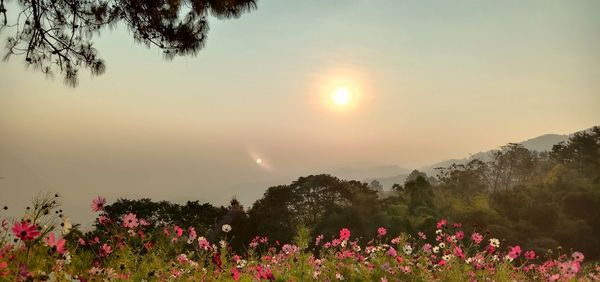 Scenic view of flowering plants on field against sky during sunset