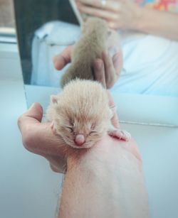 Close-up of hand holding kitten