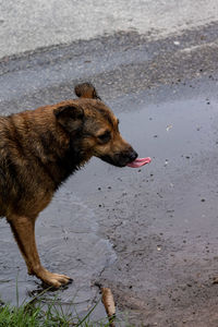 Dog looking away in city