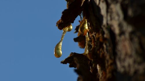 Low angle view of flower tree against clear sky