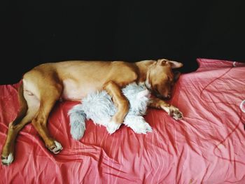 Dog sleeping on bed