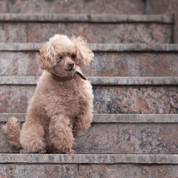 The poodle sits on the marble steps
