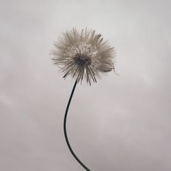 Low angle view of dandelion against sky