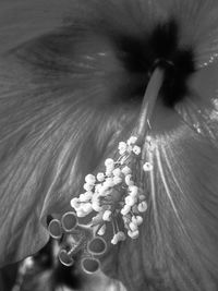 Close-up of flower