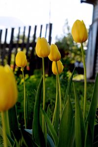 Close-up of yellow tulips blooming in bloom