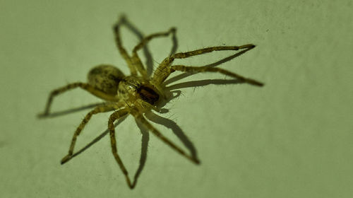 Close-up of spider