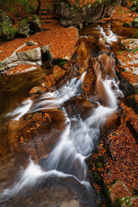 Scenic view of waterfall in forest