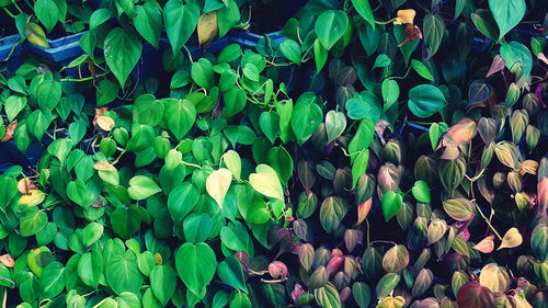 Full frame shot of flowering plants