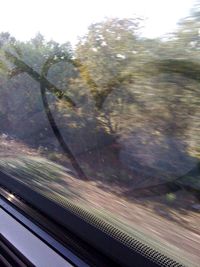 View of trees in the dark