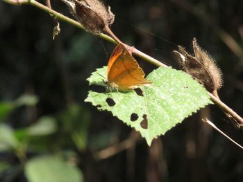 Close-up of plant